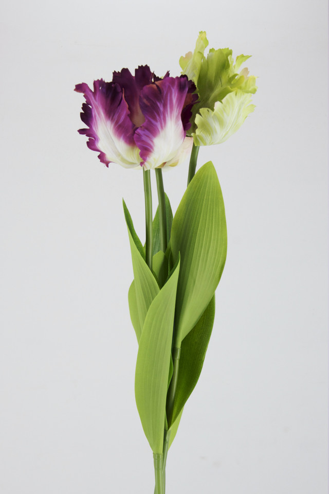TULIP TULIPS ARTIFICIAL ARTIFICIALS FLOWER FLOWERS FRINGED FRINGEDS