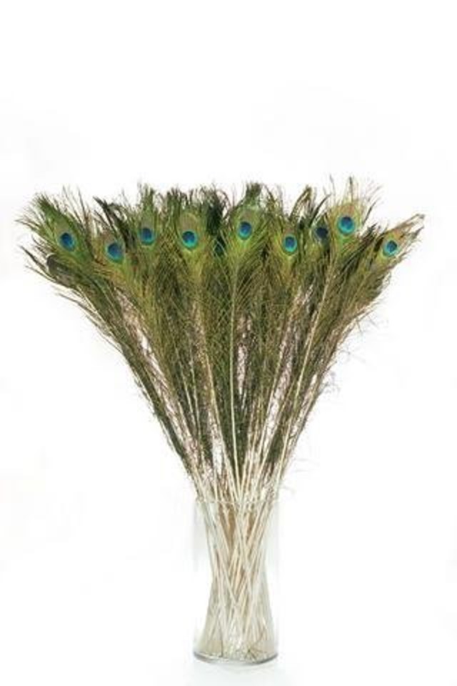30-35" 30-35"S PEACOCK PEACOCKS TAIL TAILS -100 -100S FEATHERS FEATHER