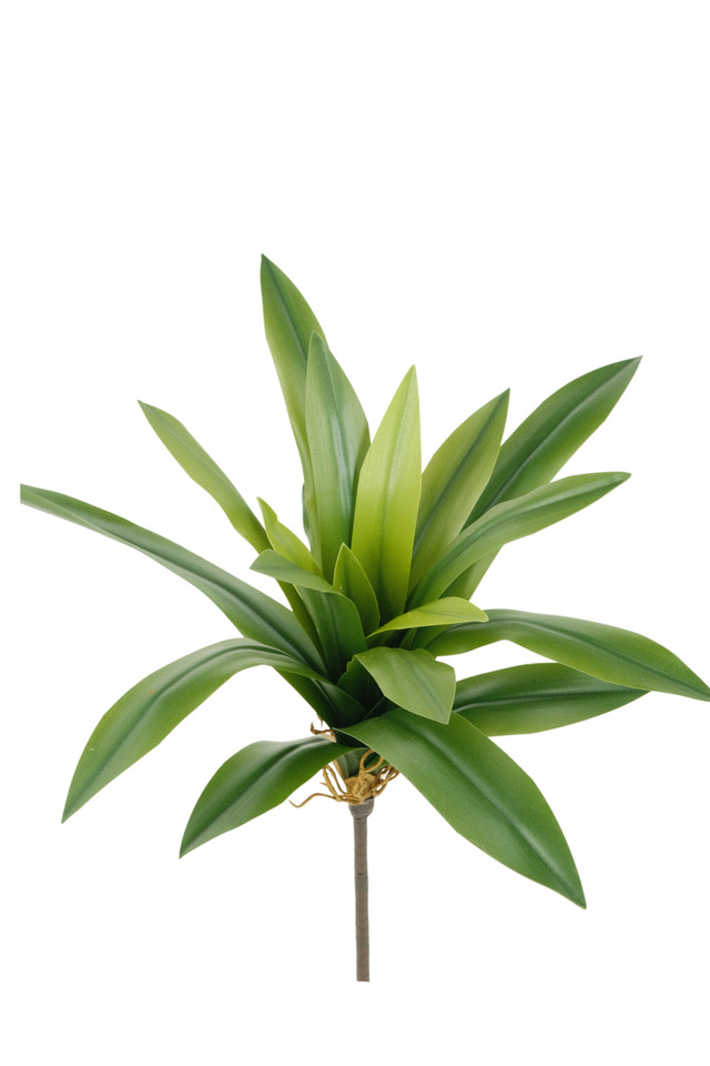 GGREENERY GGREENERIES GGREENERIE ARTIFICIAL ARTIFICIALS FLOWER FLOWERS PLANT PLANTS SYNTHETIC SYNTHETICS FAKE FAKES SILK SILKS PLASTIC PLASTICS LEAF LEAFS LEAVE LEAVES LEAFE GREEN GREENS GREENERY GREENERIES GREENERIE FOLIAGE FOLIAGES EXTRUDED EXTRUDEDS LONG LONGS FLAX FLAXES CLIVIA CLIVIUM AGAPANTHUS AGAPANTHU DELUXE DELUXES DELUX SPRAY SPRAYS SPRAIE X